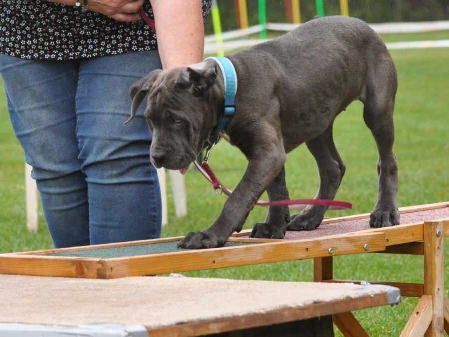 Welpenkurs Plus mit 2 Einzelstunden