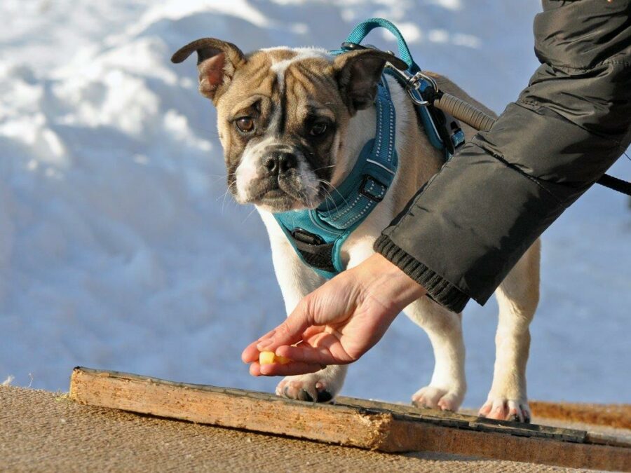 Welpenkurs Plus passiv [Digital]