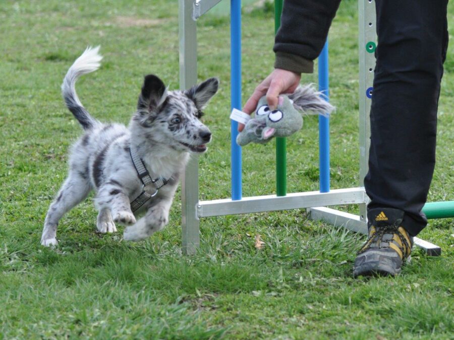 Welpenkurs  mit 2 Einzelstunden